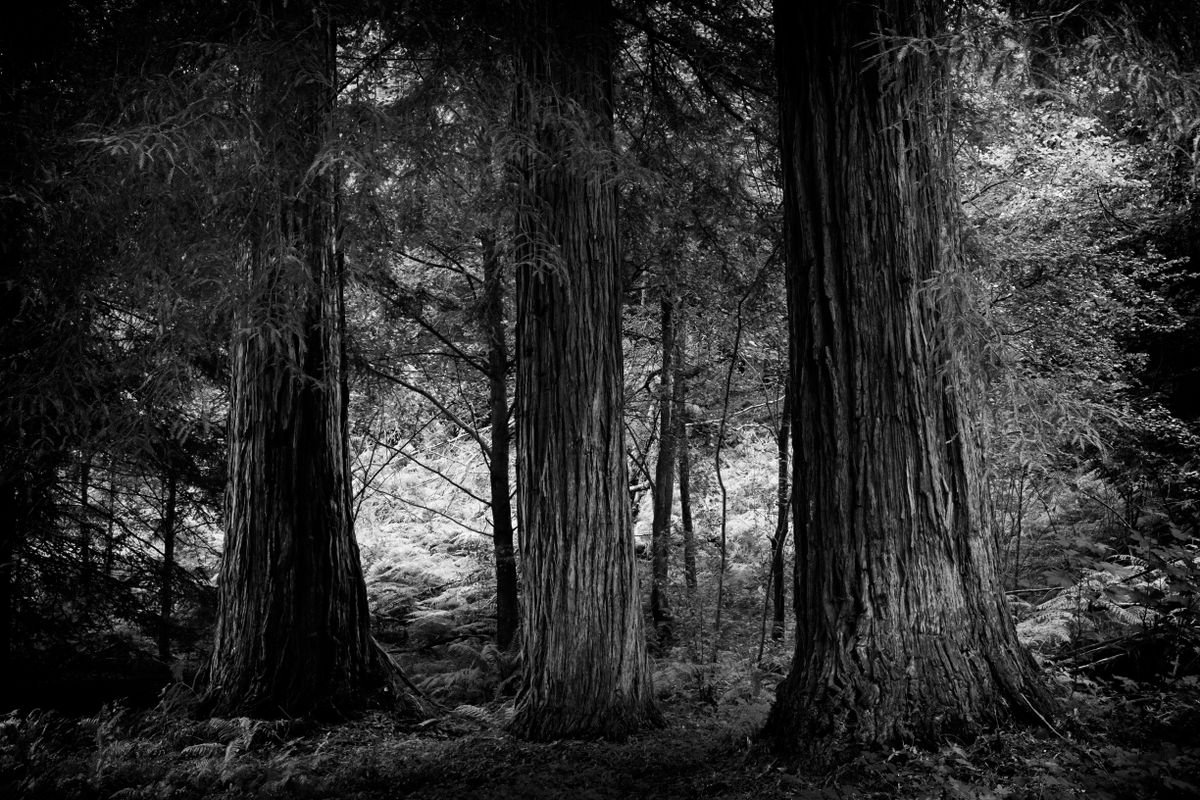 Three Trees by Neil Hemsley