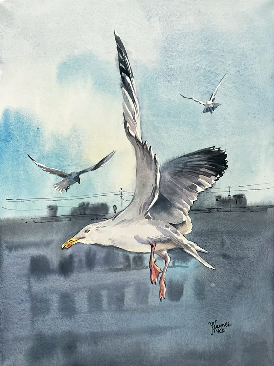 Urban seagulls. City seagulls.