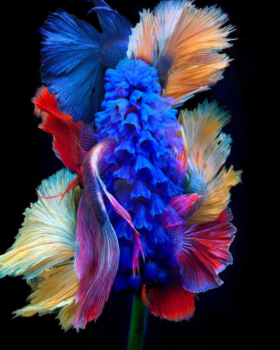 Surrealistic Photograph , Kaleidoscope 55 By Michael Filonow, 26 X 32, Artwork For Sale On Artfinder