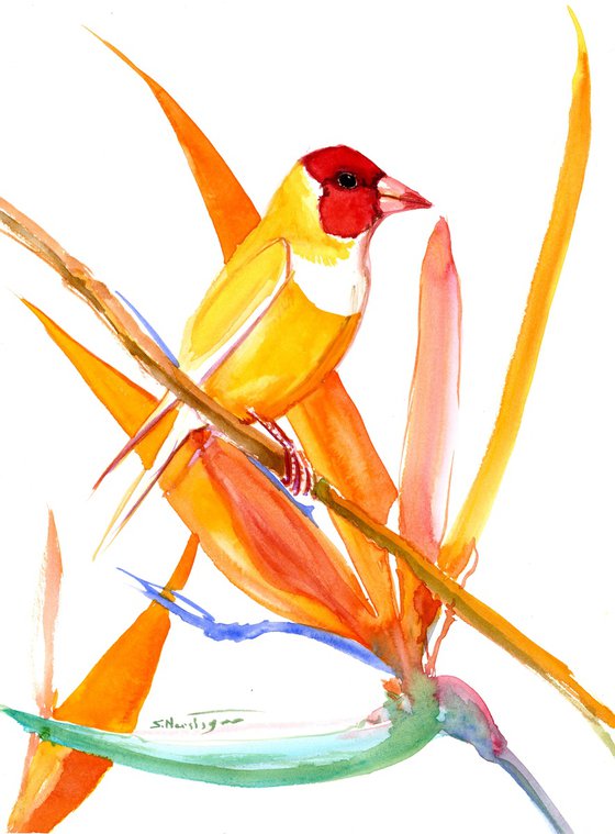 Gouldian Finch