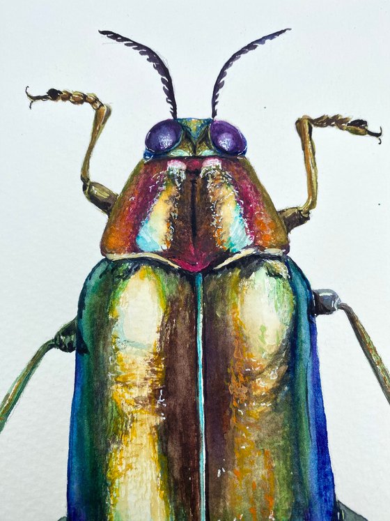 Radiant Majesty: Chrysochroa Edwardsi Beetle