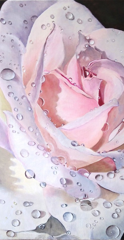 Dew like pearls - portrait of a white rose covered with drops of morning dew by Liubov Samoilova