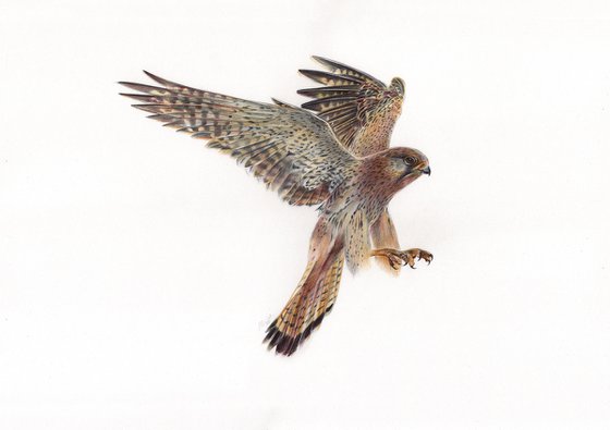 European Kestrel