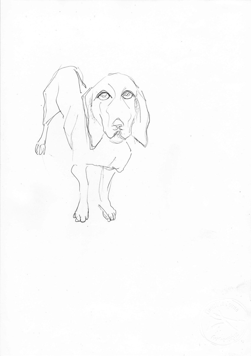 Animal Pencil Drawing By Lionel Le Jeune, 8 X 12", Dog Study, Original Artwork