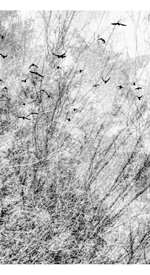 Midwinter #3 Limited Edition #1/25 Fine Art Photograph of Bare Winter Trees and Birds Flying by Graham Briggs