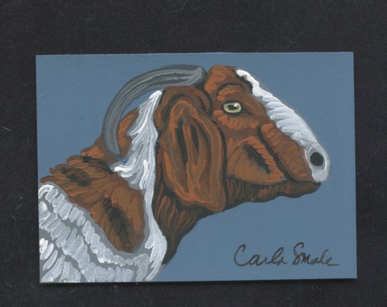 Boer Goat