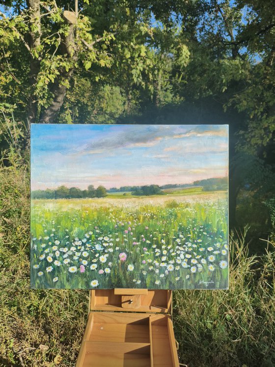 Field of daisies