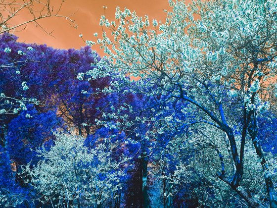 (FRAMED) Nature and Seasons