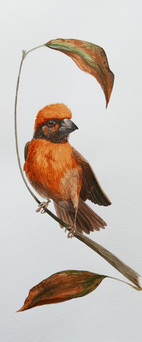 Autumn orange tiny bird by Karina Danylchuk
