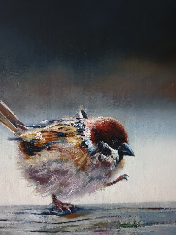 "What a wind! " sparrow birds 2021