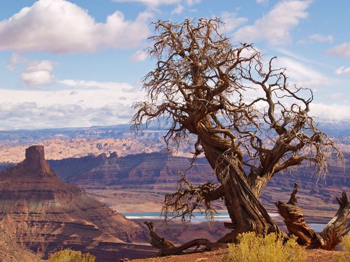 Twisted Juniper at Dead Horse Point by Alex Cassels