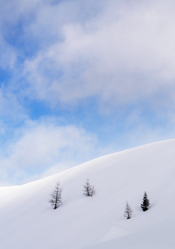 Four Trees In The Dolomites