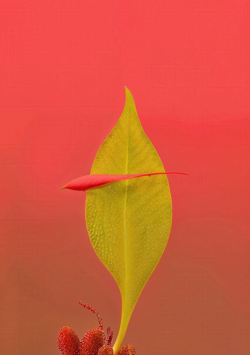 Expressive Botanical Photograph By Richard Gibson, 13 X 16", Floral Expressionism Vii, Original Artwork
