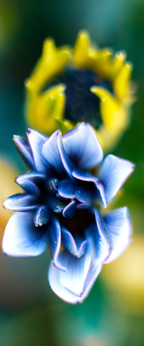 Dancing Marguerites by Inna Etuvgi