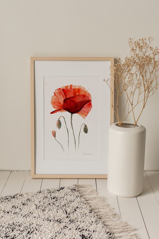 Watercolor bright poppy