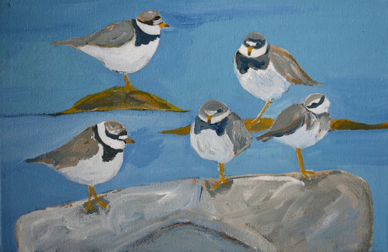 Ringed Plovers at Luce Bay