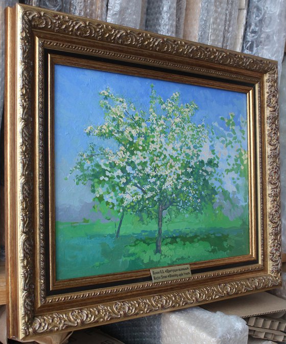 Blooming apple tree