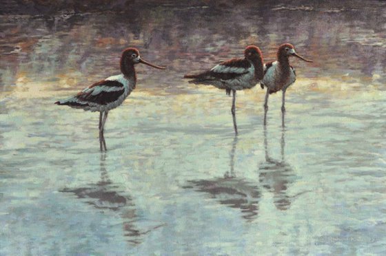 Evening - American Avocets