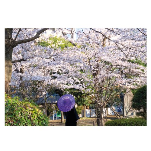 Sakura Umbrella by Vincent Dupont-Blackshaw