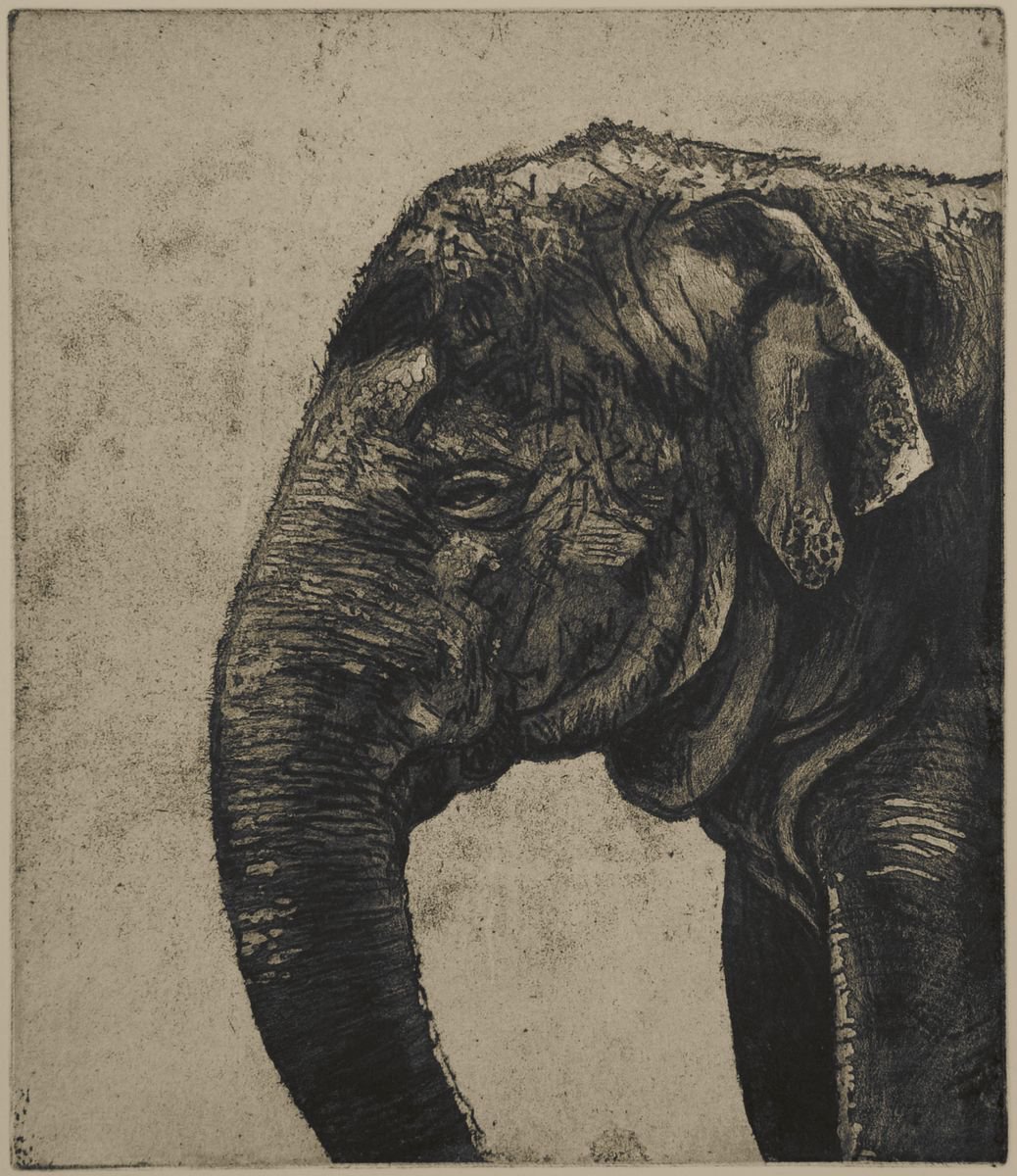 Illustrative Animal Etchings & Engravings By Isabel Hutchison, 15 X 17, Indian Elephant, Original Artwork
