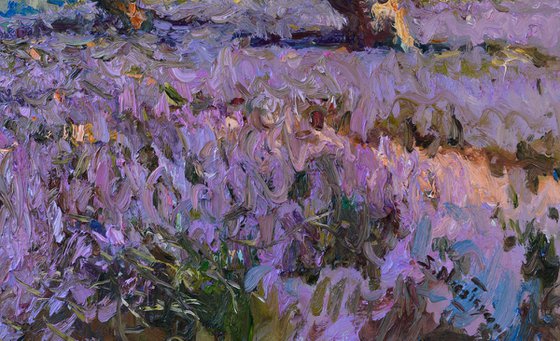 Lavender and Olive Trees