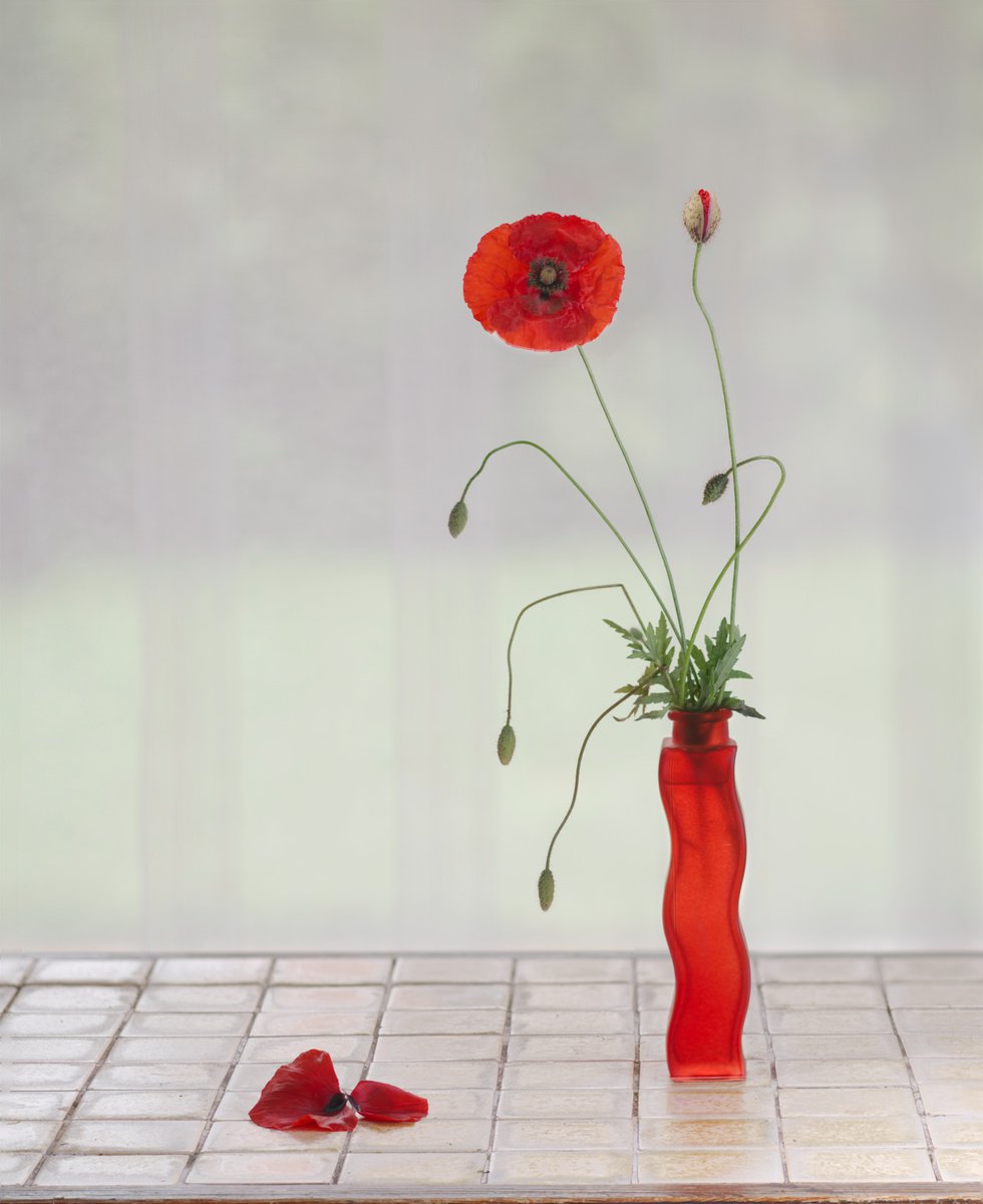 Still life 18. Poppies 3. by Pavel Oskin