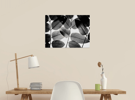 Experiments with Leaves II | Limited Edition Fine Art Print 1 of 10 | 45 x 30 cm