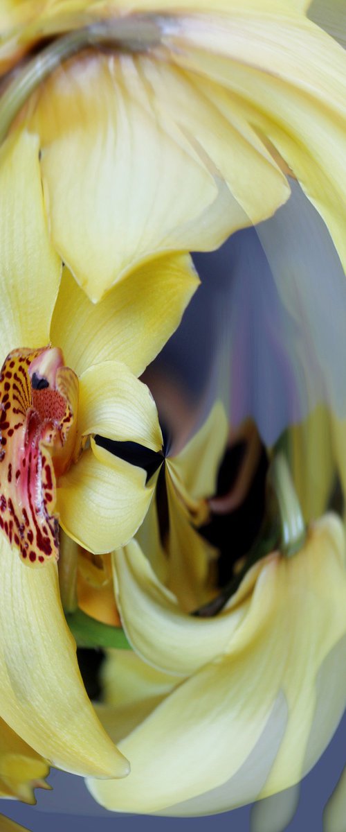 Strange orchids №4 by Marina Podgaevskaya