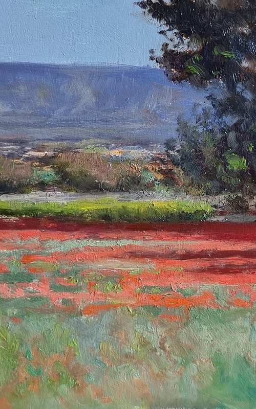 Poppies in the Luberon by Pascal Giroud