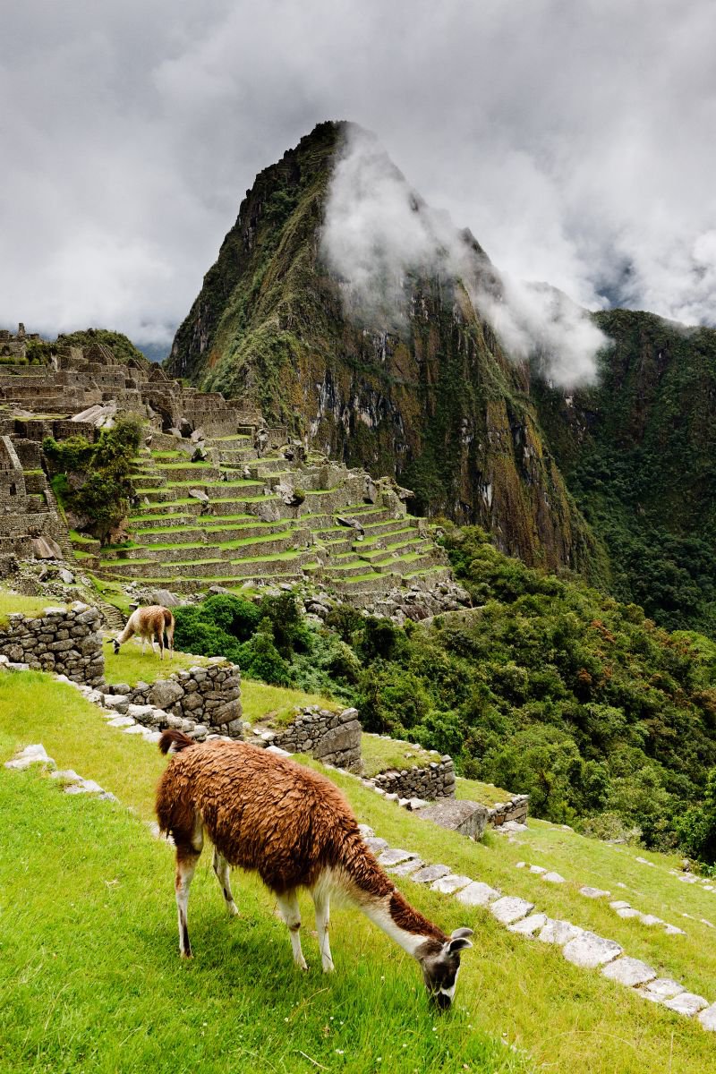 Photorealistic Animal Photograph By Tom Hanslien, 54 X 80", Grazing Llama At Machu Picchu, Original Artwork