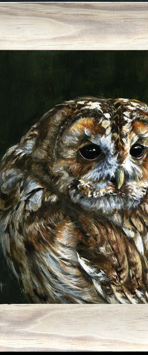 Owl tawny by Una Hurst