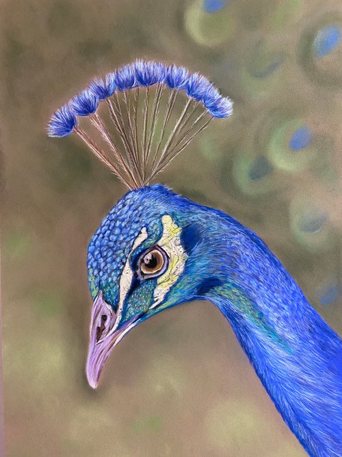 Peacock by Maxine Taylor