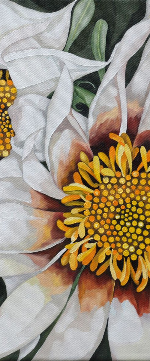 Gazania by Jo Beer