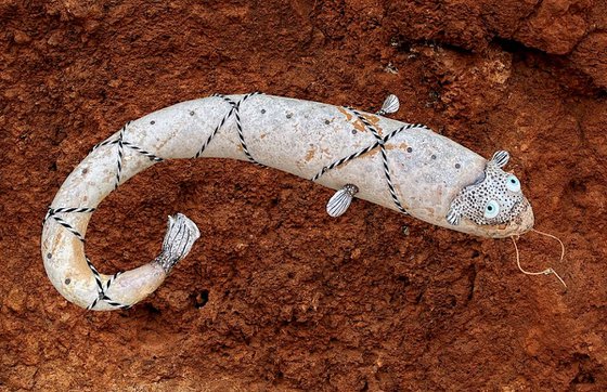 THE CATFISH OF GALATEA