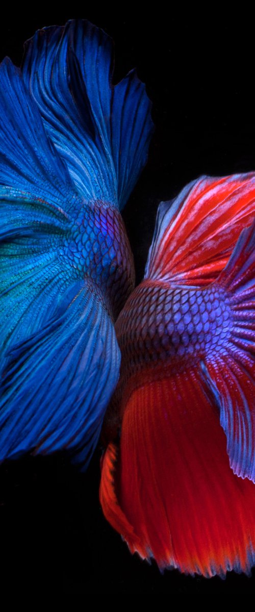 Betta Twins 2 by MICHAEL FILONOW