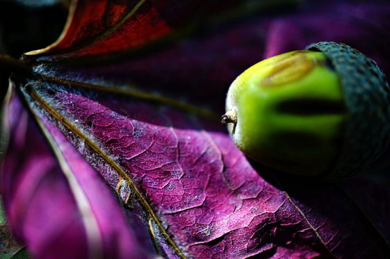 Macro Nature Photography Colourful Composition