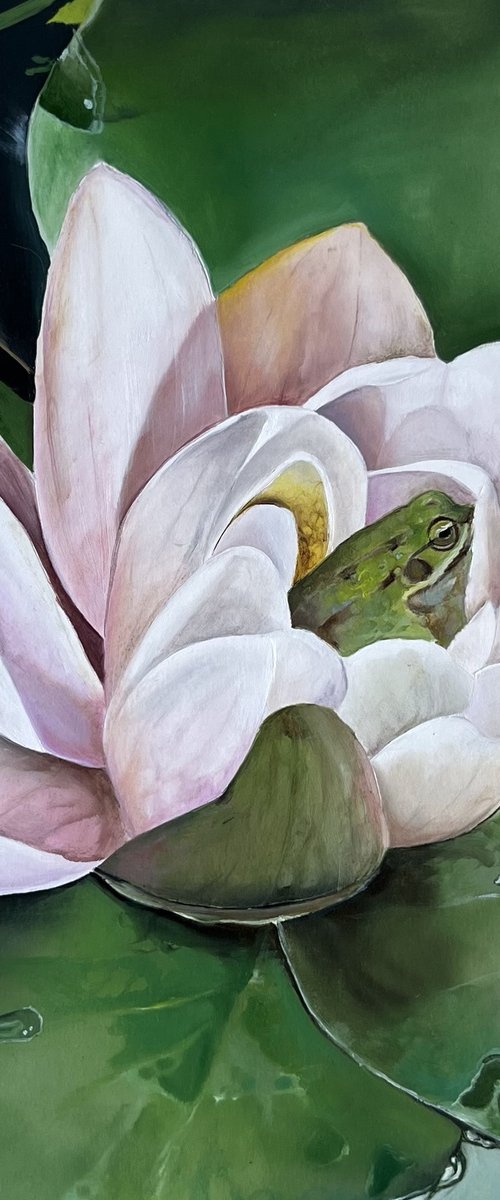 Frog and lotus by Myroslava Denysyuk