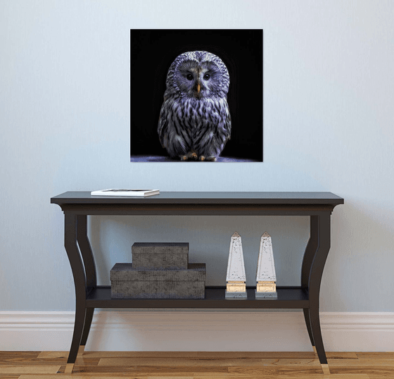 Ural Owl sitting on a ledge
