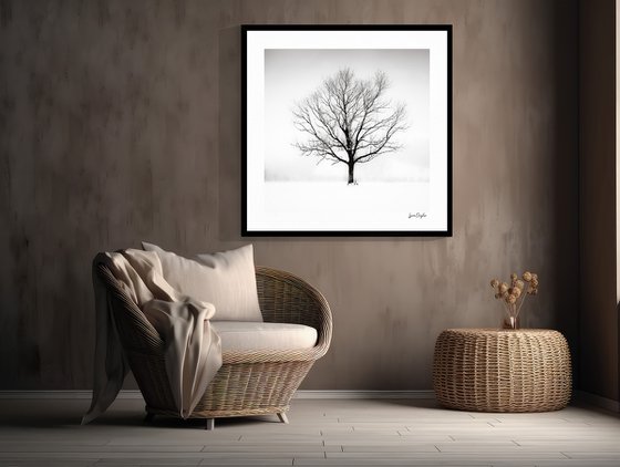 Solitude in White