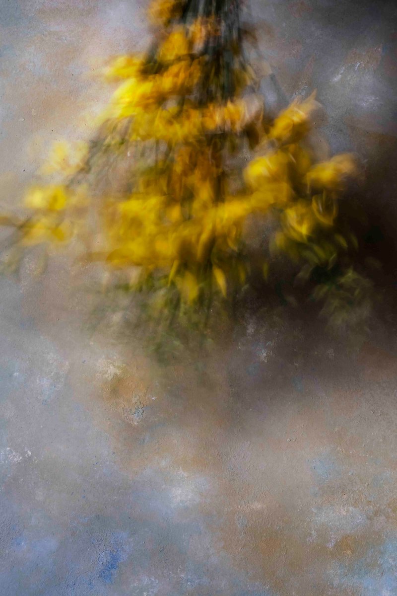 Impressionistic Botanical Photograph By Sandra Platas Hernandez, 12 X 17", Genistas Ii, Original Artwork