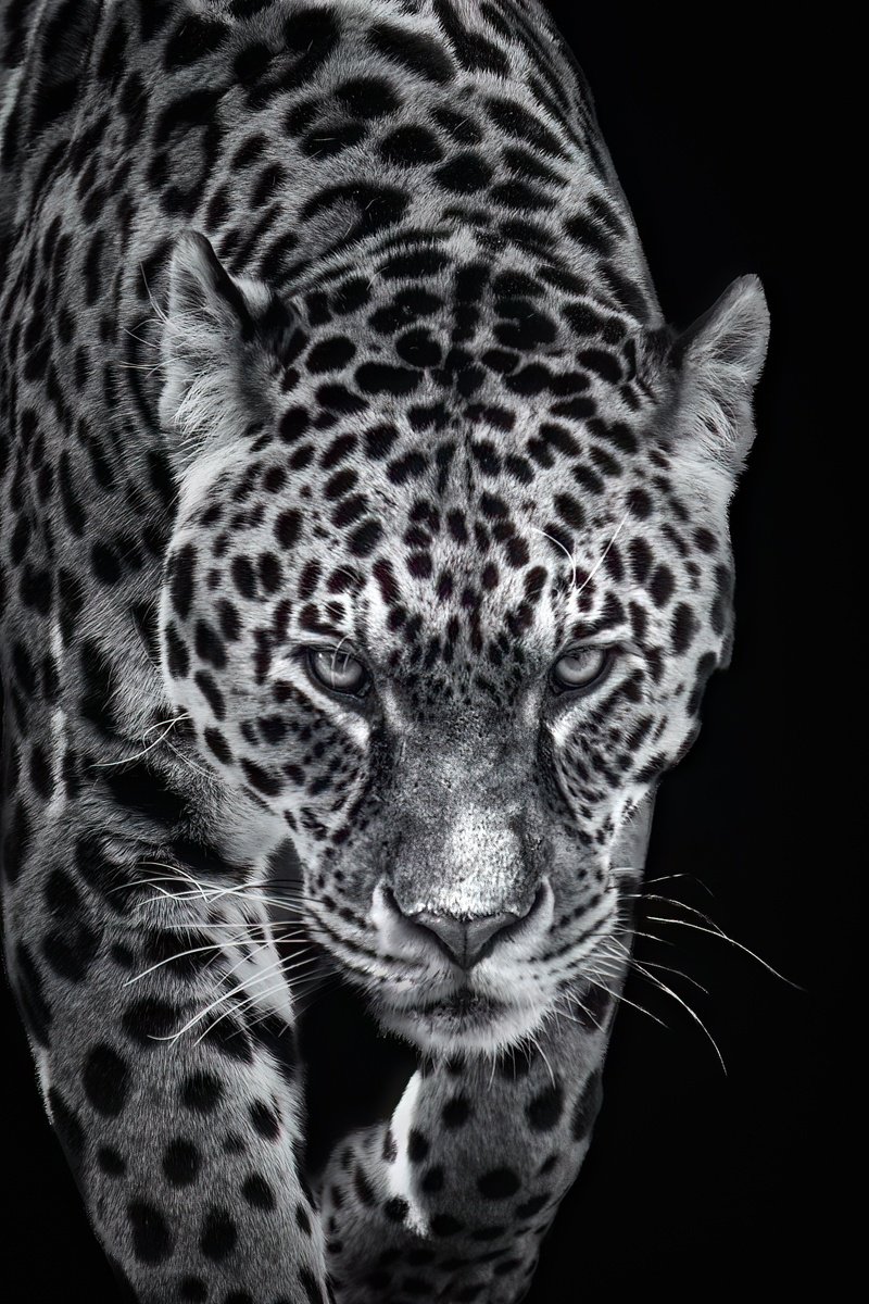 Animal Photograph By Paul Nash, 16 X 24", Jaguar Walking, Original Artwork