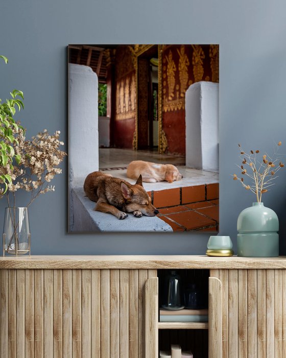 Temple Dogs of Laos No.2