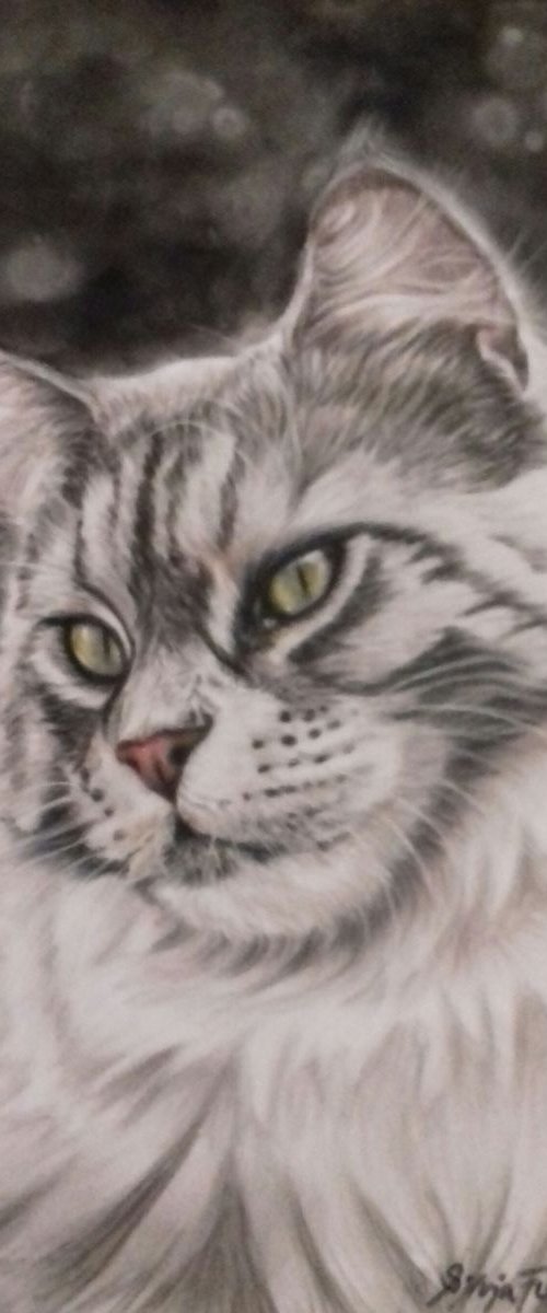 Grey Maine Coon Cat by Silvia Frei