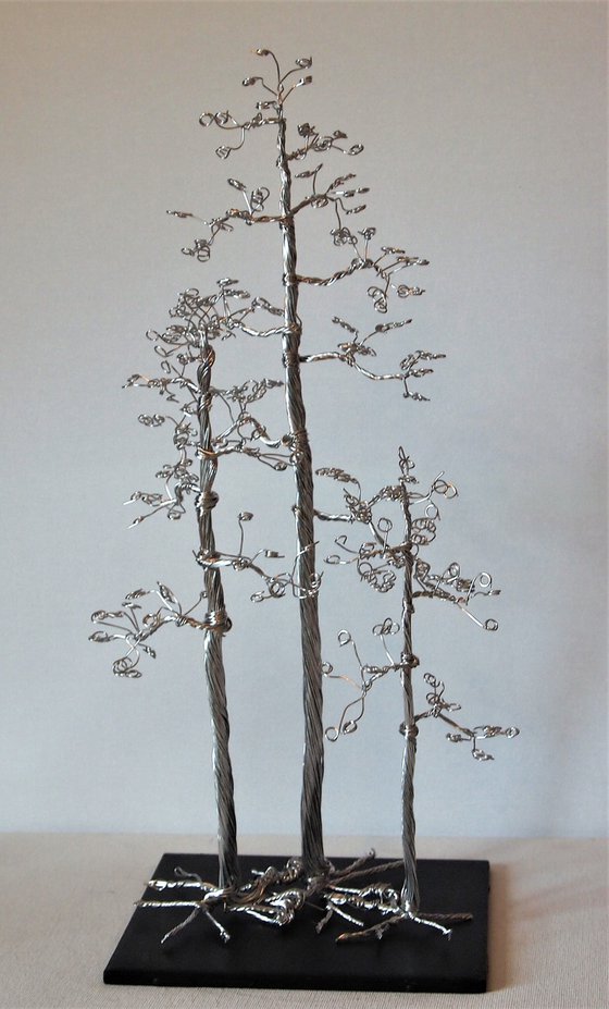 Silver tree, 3 Pine's