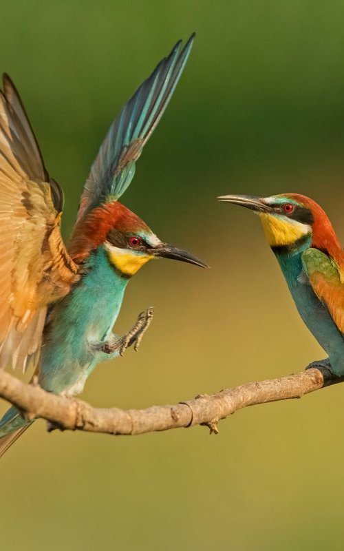 Photography | Birds | Merops apiaster by Boris Belchev