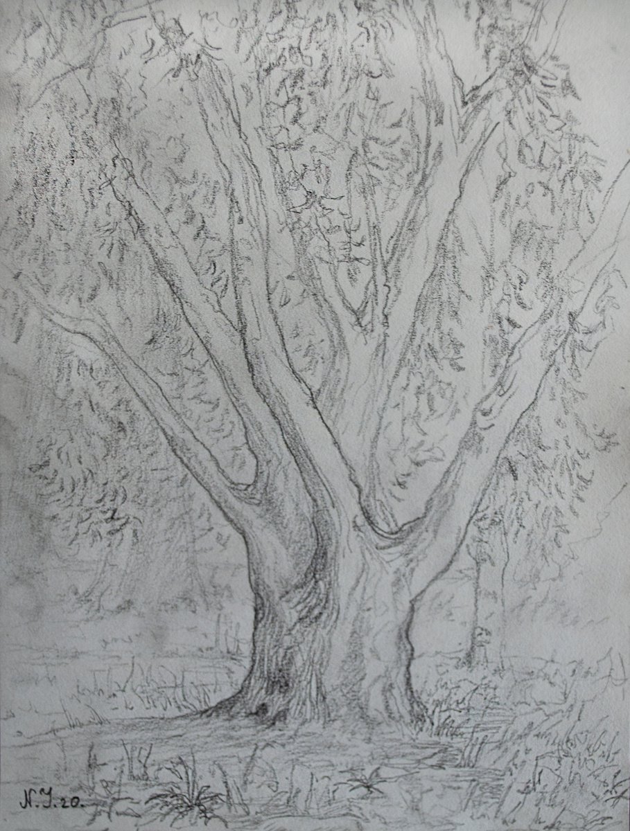 Tree study by Nikola Ivanovic