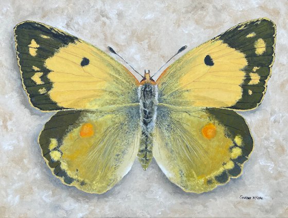 Clouded Yellow