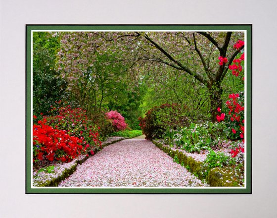 Fairy-tale path through the blossom.