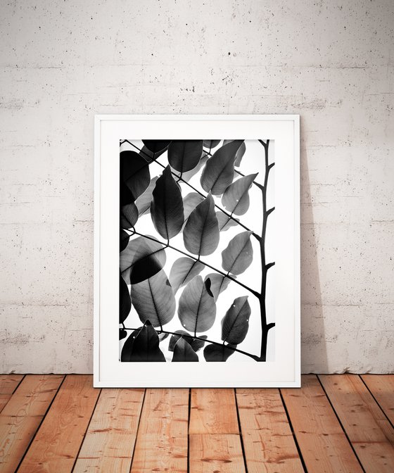 Branches and Leaves II | Limited Edition Fine Art Print 1 of 10 | 60 x 90 cm