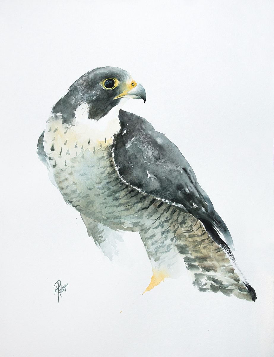 Falco peregrinus (Peregrine Falcon) by Andrzej Rabiega